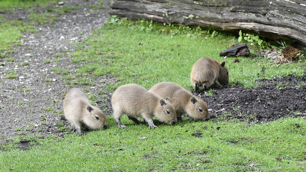 Ein Capybaras-Weibchen brachte Ende Juli auf der Aussenanlage vier muntere Jungen zur Welt.