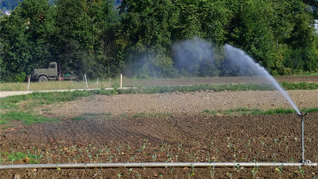 Zunehmend eine Notwendigkeit: Bewässerung der Salat- und Gemüsekulturen.