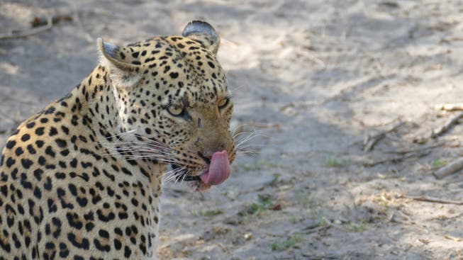 Auf der Abschussliste stehen neben Leoparden viele weitere Tiere.