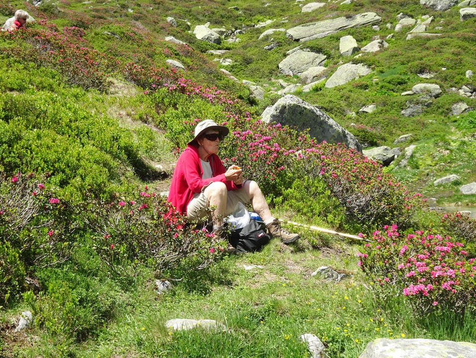 Inmitten blühender Alpenrosen beim Lag Serein