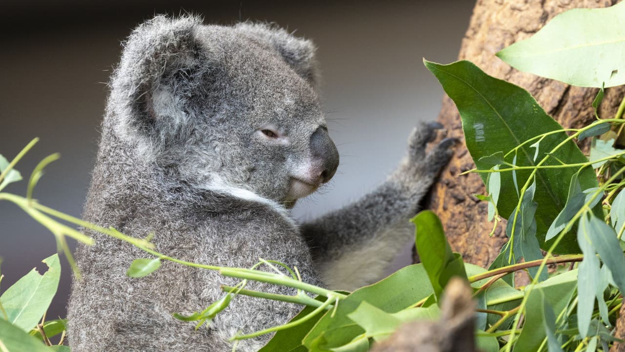Koala-Weibchen Pippa.