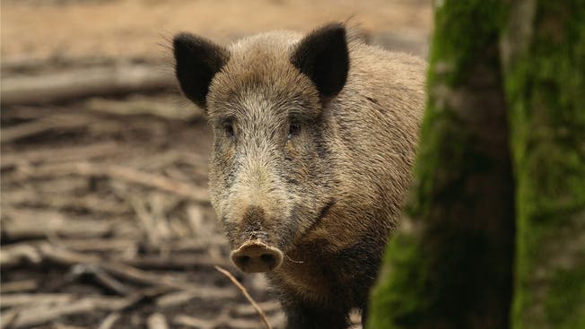 Fünf Wildschweine sterben bei einem Wildunfall. (Symbolbild)