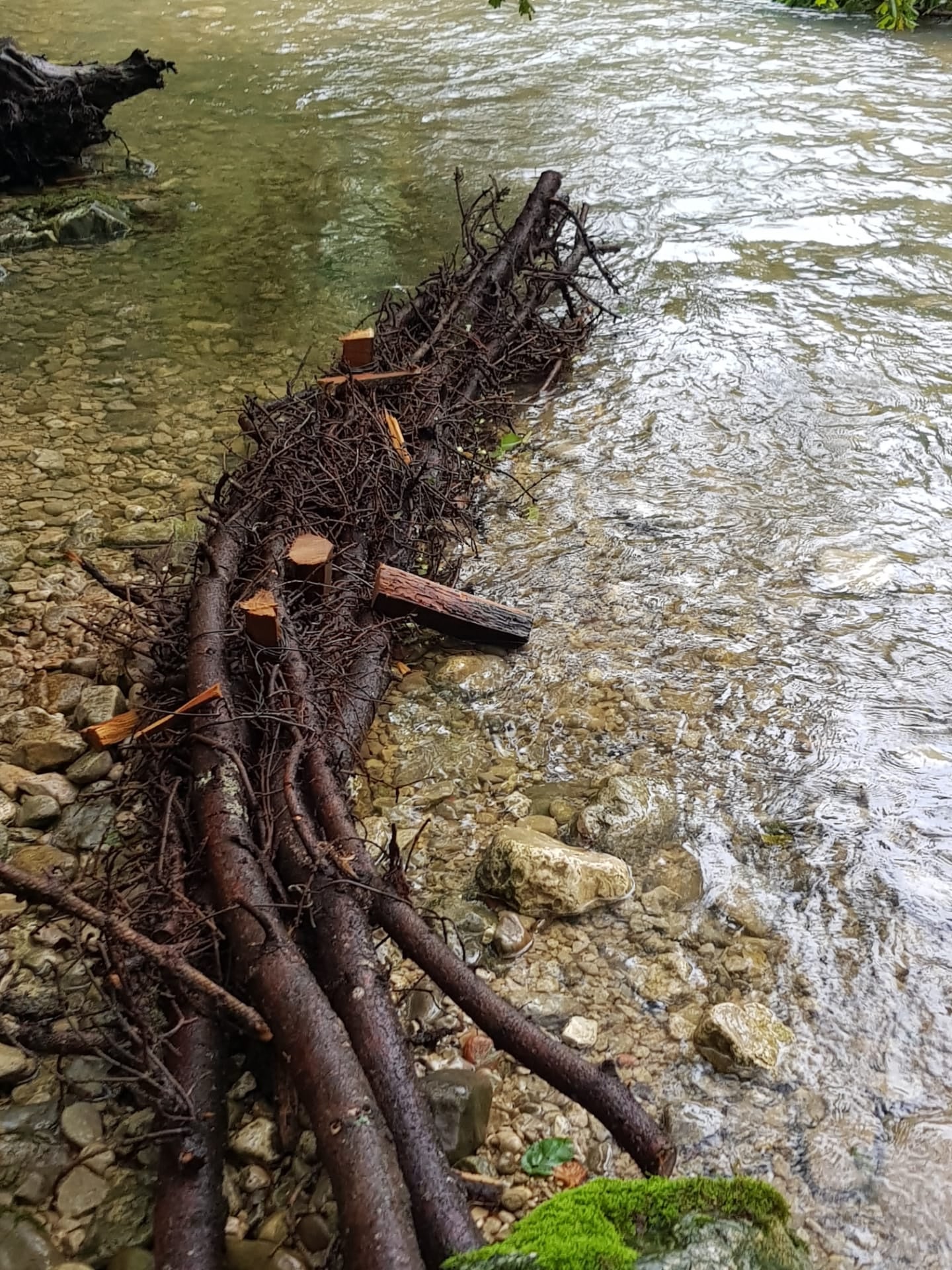 Jubiläum - Bäume Für Bäche, Fische Für Politiker: Die Pläne Des ...