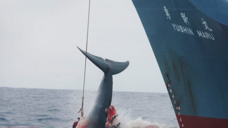 Japan nimmt die Jagd auf Wale wieder auf