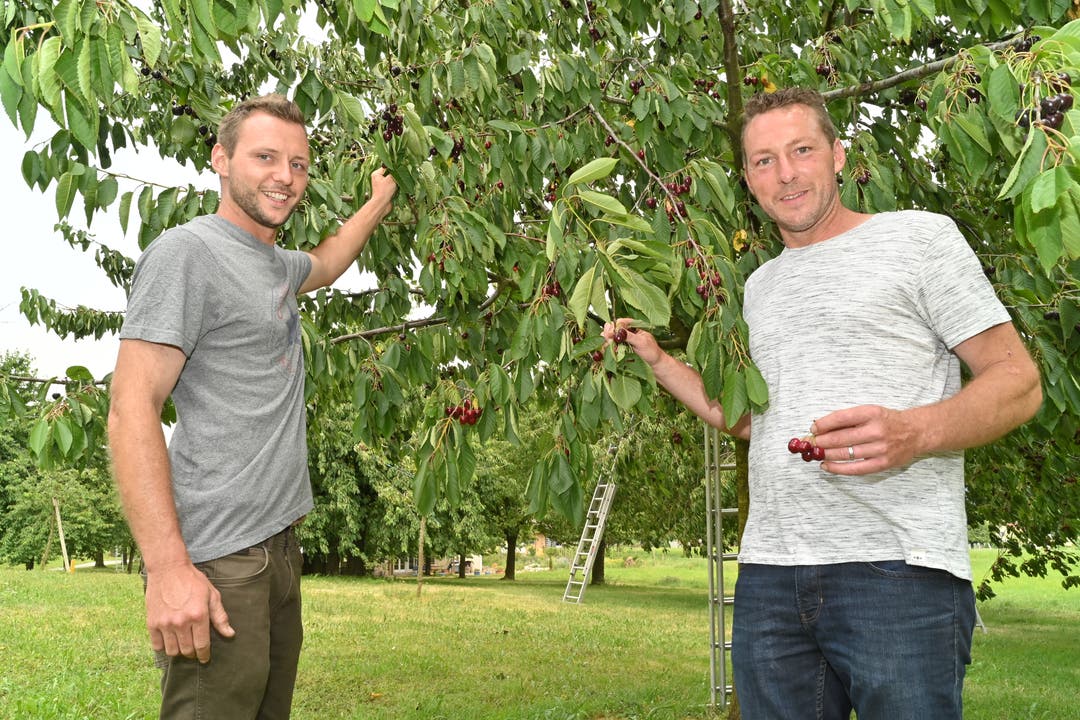 Simon (links) und Lukas Grob kümmern sich in ihrer Freizeit um die insgesamt 80 Hochstammbäume in Winznau.