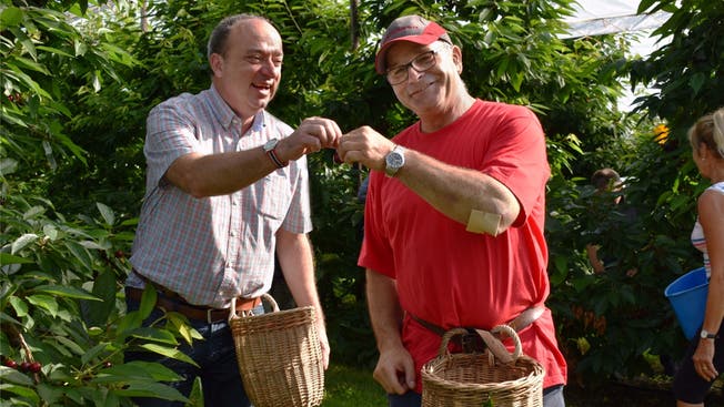 Regierungsrat Markus Dieth (links) lässt sich von Obstproduzent Andy Steinacher gerne erklären, welche Kirschen schon genug reif für die Ernte sind.