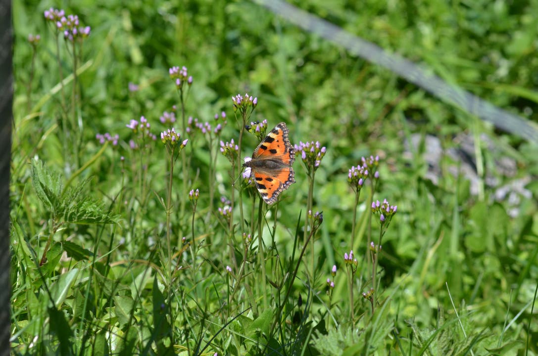 undefined Schmetterling in einer Blumenwiese.