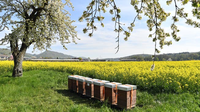 Die vor kurzem in Lostorf aufgestellten Bienenstöcke befinden sich hier an einem idealen Standort - das Rapsfeld und die Kirschbäume bieten viel Nahrung für die Bienen.