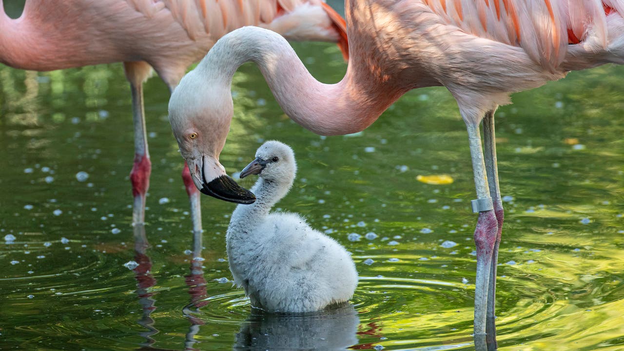 Die Flamingokolonie befinde sich in einem regelrechten Brutfieber.