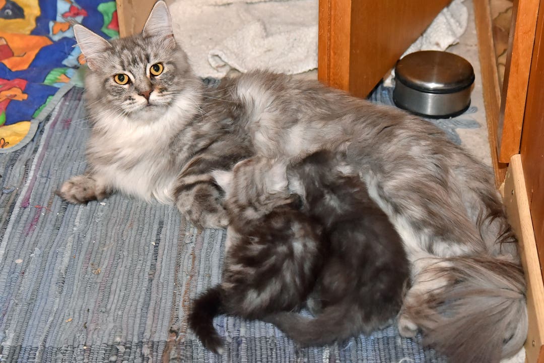 Im Moment pausiert sie aber. Denn: Gleich drei Katzen waren trächtig. Zwei Würfe sind schon da. Hier: Katzenmutter Dakota Moon mit Fortune Hunter und Flintstone.