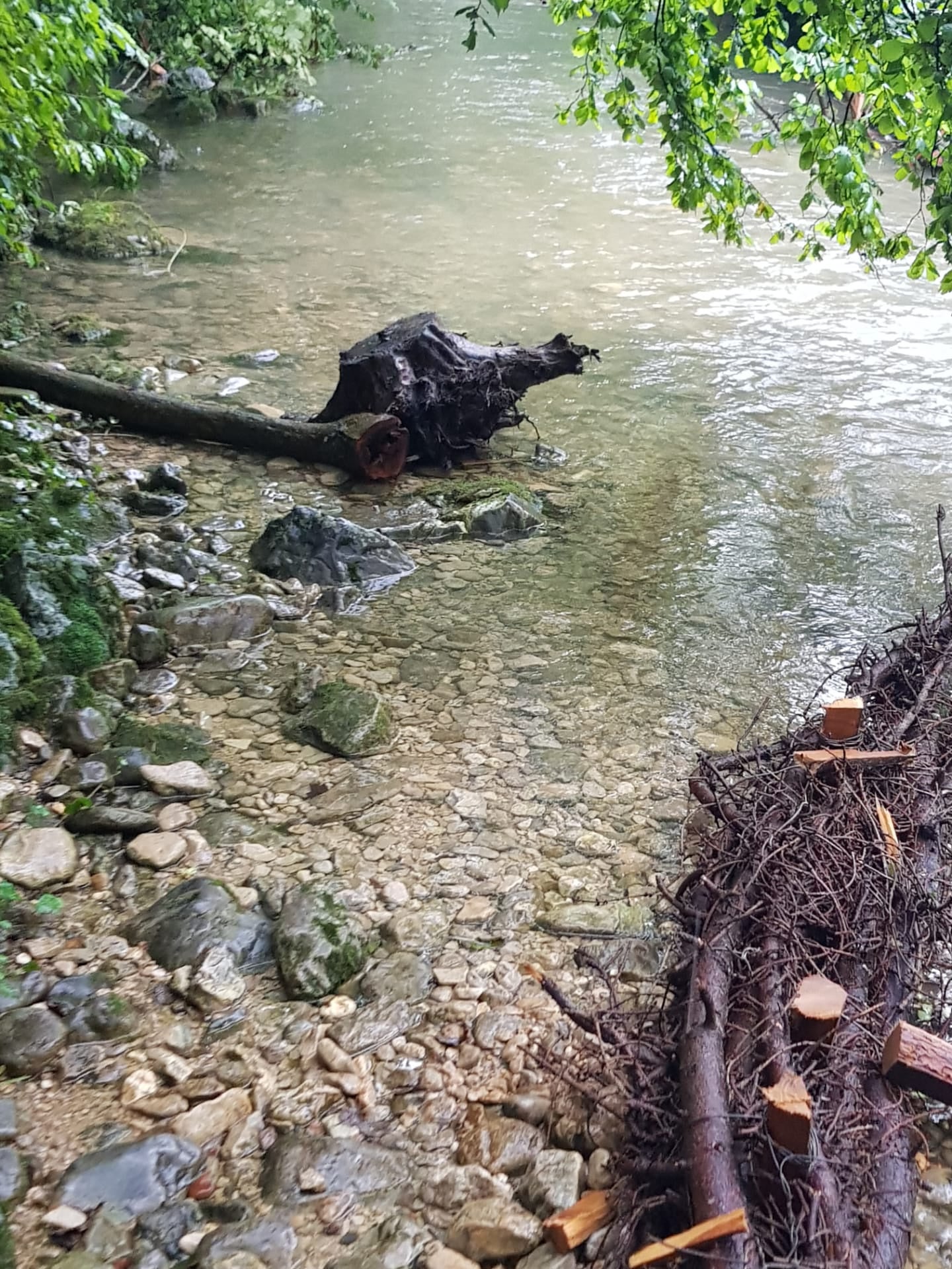 Jubiläum - Bäume Für Bäche, Fische Für Politiker: Die Pläne Des ...