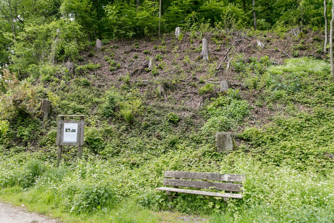 Ein Urwald am Chrüzliberg 1987 hat die Ortsbürgergemeinde Baden das Gebiet zum Naturwaldreservat erklärt, es wird so wenig wie nötig eingegriffen. Dementsprechend wild sieht es auch aus.