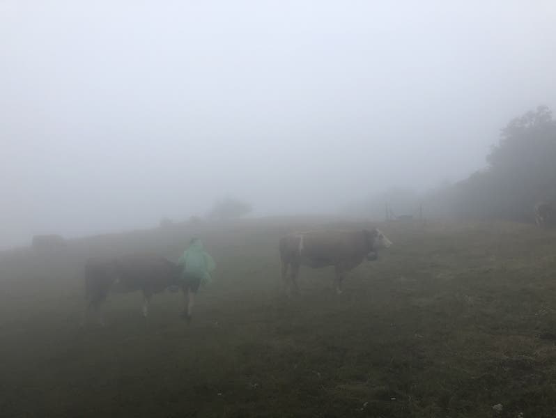 Kühe, Nebel, kaum Fernsicht. So ist das beim Regenwandern.