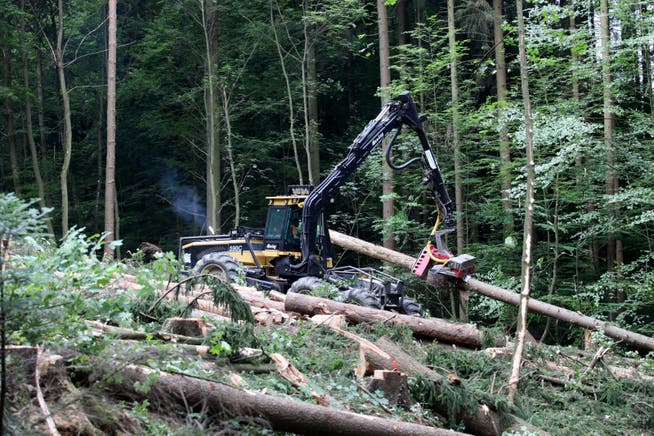 Im Forstgebiet mussten in den vergangenen Wochen insgesamt fast 60 Hektaren Wald mit akutem Käferbefall vorzeitig geräumt werden. (Archiv)
