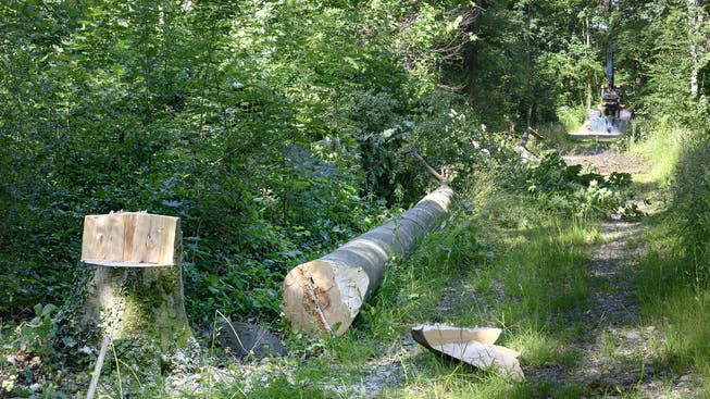 Waldverbände auf nationaler wie kantonaler Ebene schlagen Alarm: Der Wald leidet unter der wiederholten Trockenheit.