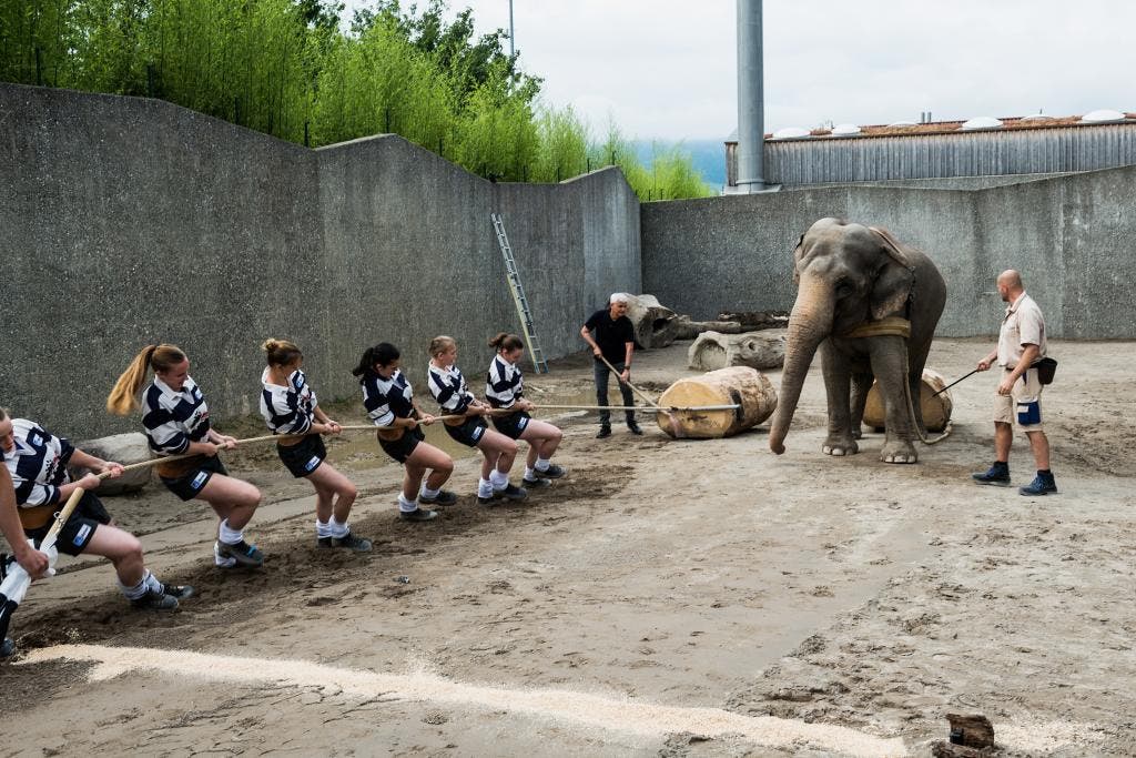 Weiteres Duell: In der Sendung vom Donnerstag gibt es einen Wettbewerb zwischen dem Seilziehclub Mosnang und einem Elefanten im Kinderzoo Rapperswil.