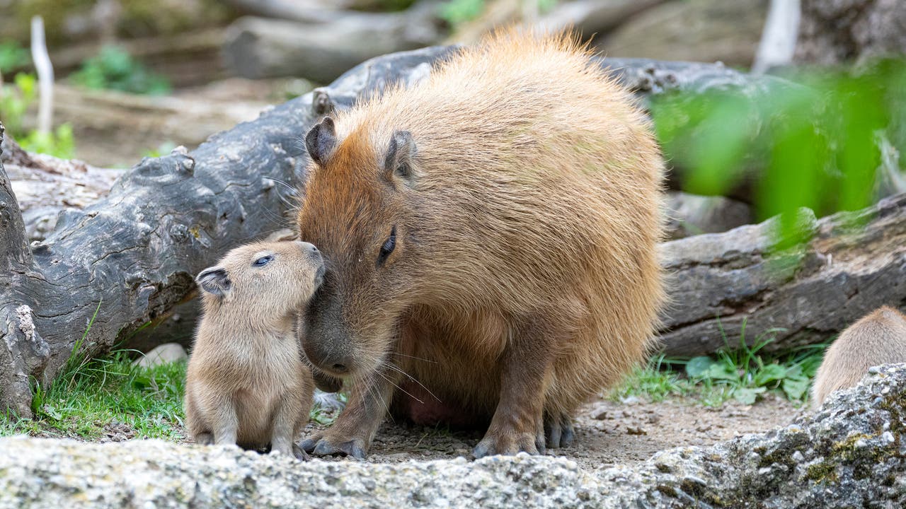 Die Capybaras bewohnen den Südamerika-Bereich des Zoos.
