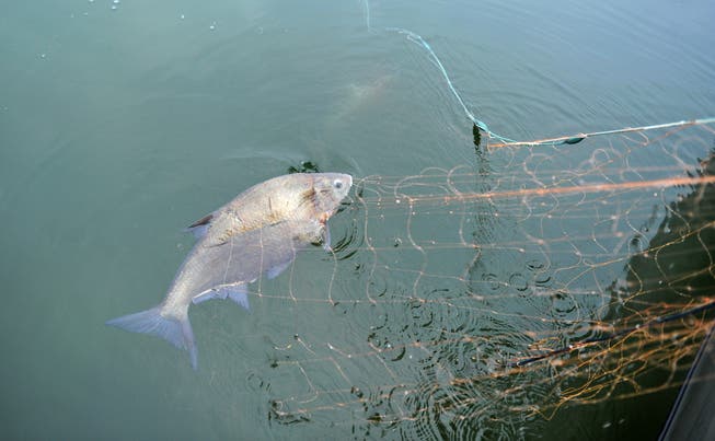 Ein Fisch im Netz eines Bodenseefischers.