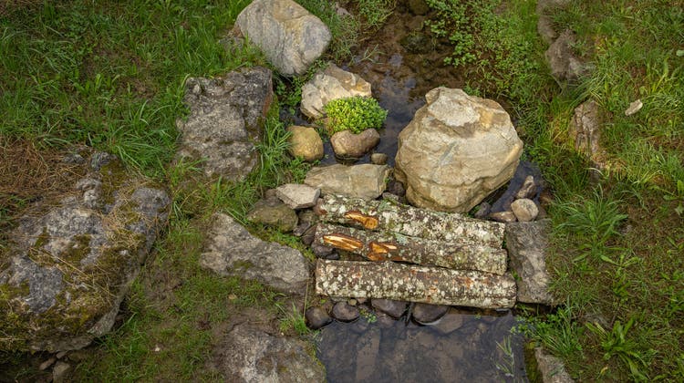 «Eine der besten Steinkrebspopulationen»: So haben Zivis den Chräbsbach revitalisiert