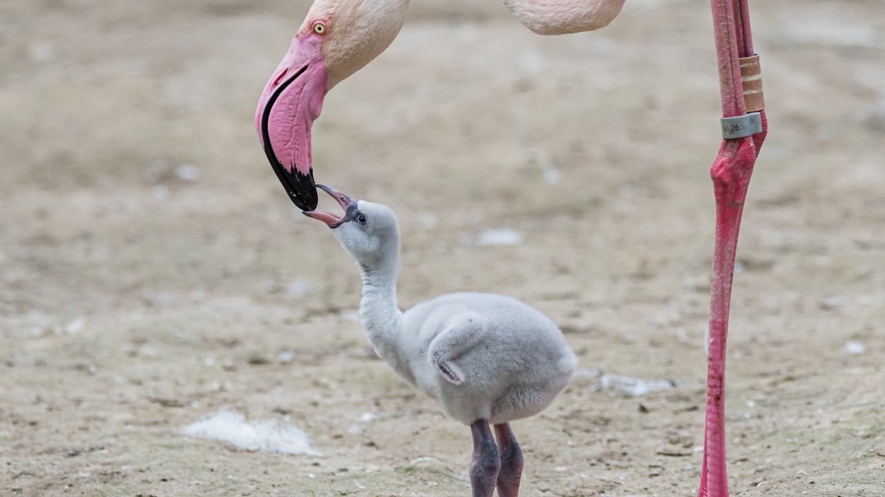 Die Flamingo-Eltern füttern ihre Jungen mit einem blutroten Sekret.