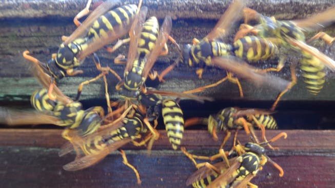 Viele Wespen suchen zurzeit die Entsorgungsstelle auf. (Symbolbild)