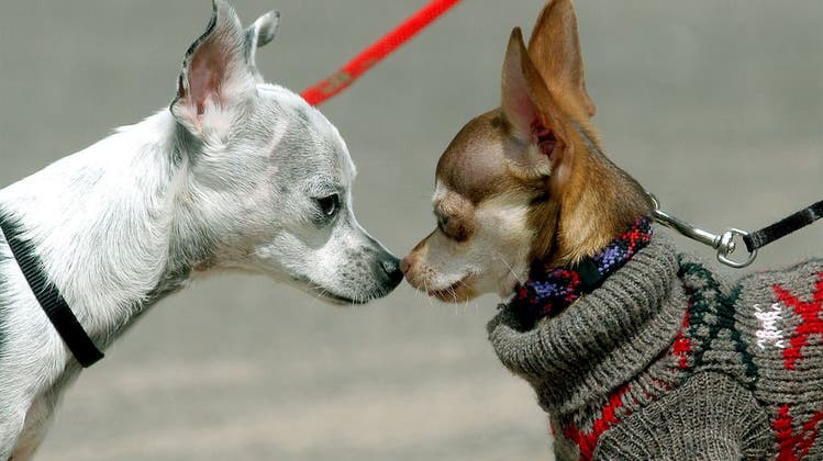 Egal ob Chihuahua oder Pitbull: Auch mit dem kleinsten Hund muss man neu in den Kurs