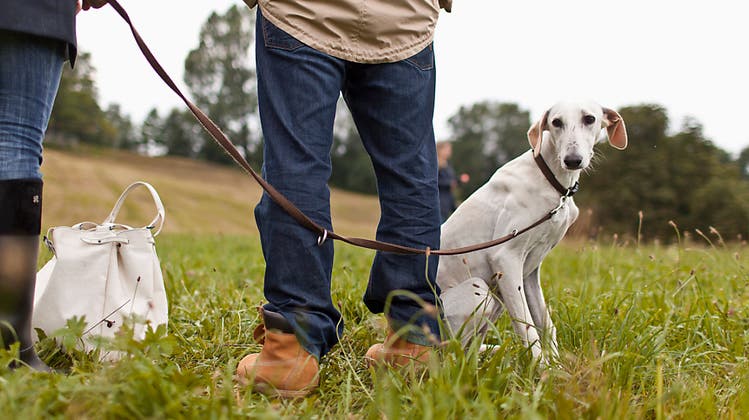 Von saisonaler Leinenpflicht bis Hundeverbot: Stadt ordnet Änderungen der Hundezonen an