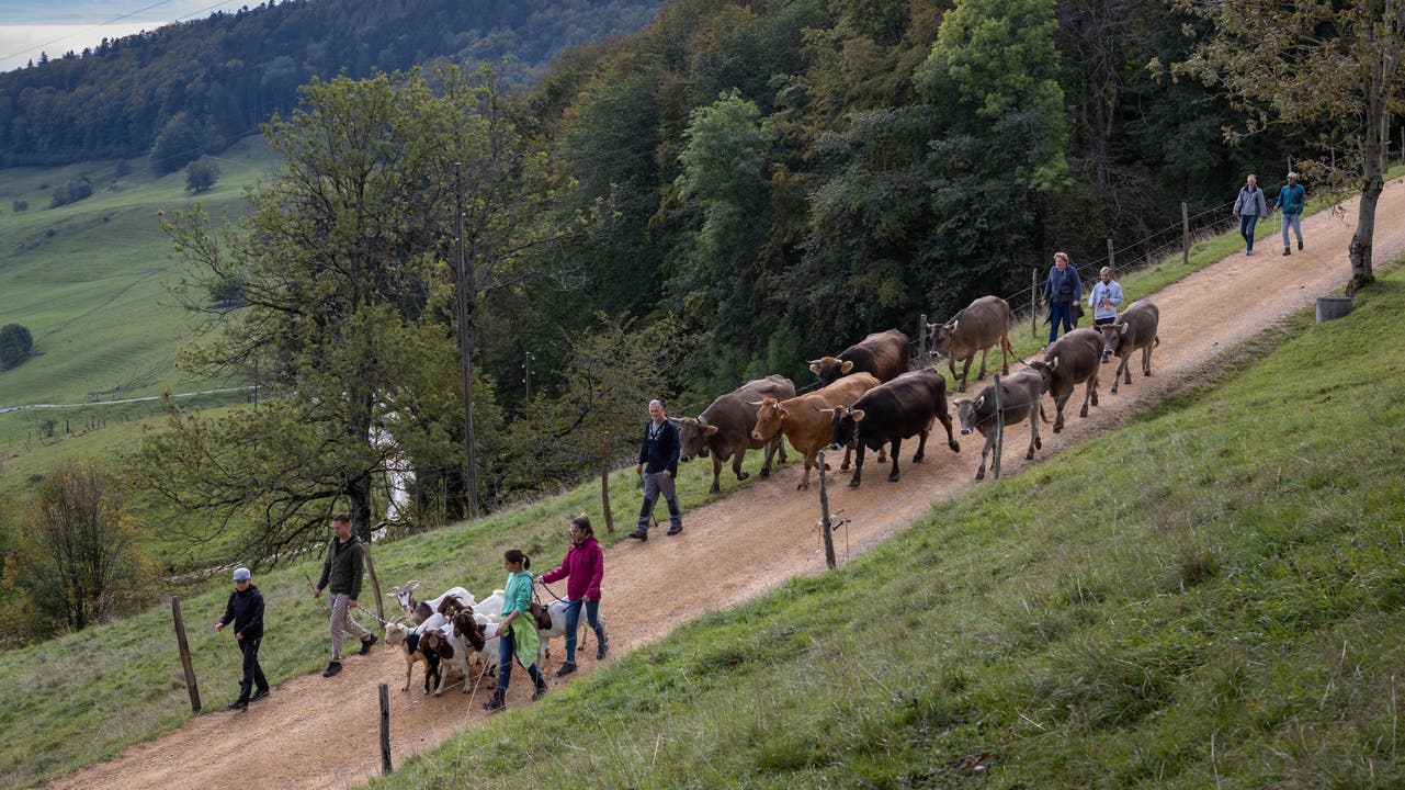 Kühe, Kälber und Geissen werden von der Sommerweide herunter zur Weide nahe der Kirche in Ifenthal gebracht.