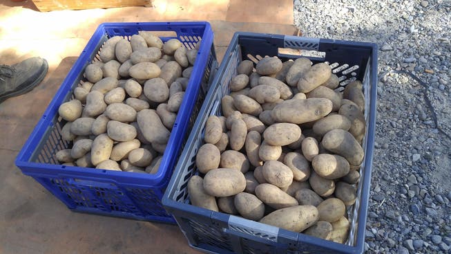 Für die Kartoffeln konnten Abnehmer gefunden werden.