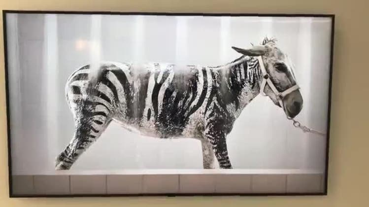 Ein Sinnbild für das Leben im Exil: Der Esel, der Zebra spielen muss