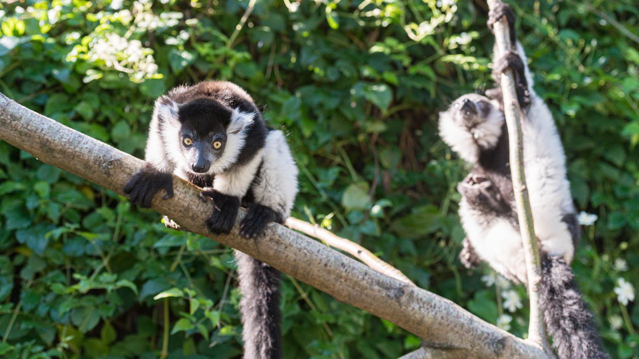 Im Gegensatz zu manch anderen Primatenarten tragen die Varis ihre Jungen nicht herum.