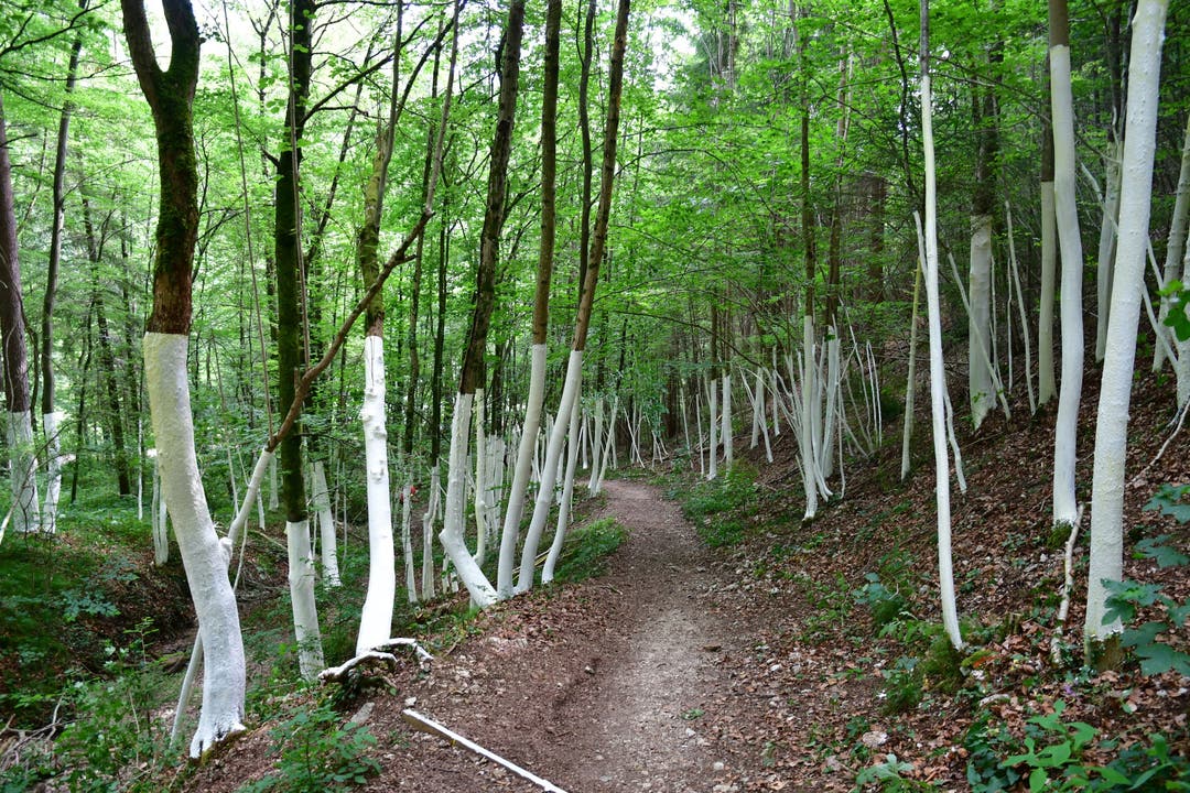 1907 White Trees: Installation von Sammy Deichmann auf dem Holzweg