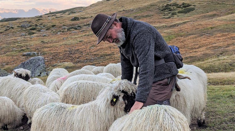 Wie ein Baselbieter im Wallis die Schafe vor dem Wolf schützt