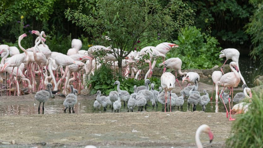 Die Flamingo-Jungen versammeln sich in einem Kindergarten wie zwei "Aufpassern".