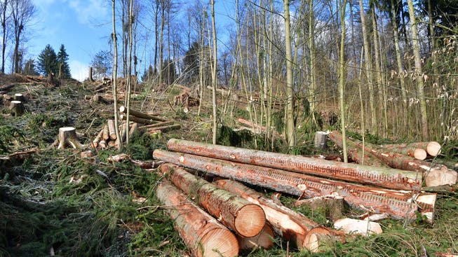 Die Winterstürme vom Januar 2018, die Trockenheit im 2018 und 2019 schädigten oder zerstörten viele Aargauer Waldbestände. (Archivbild)