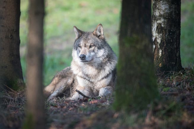 Im St.Galler Rheintal und im Appenzellerland sind mehrere Wölfe unterwegs.