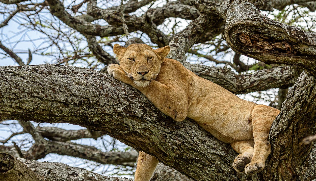 Eine Löwin bei der Mittagspause in der Serengeti-Savanne (Kenia).