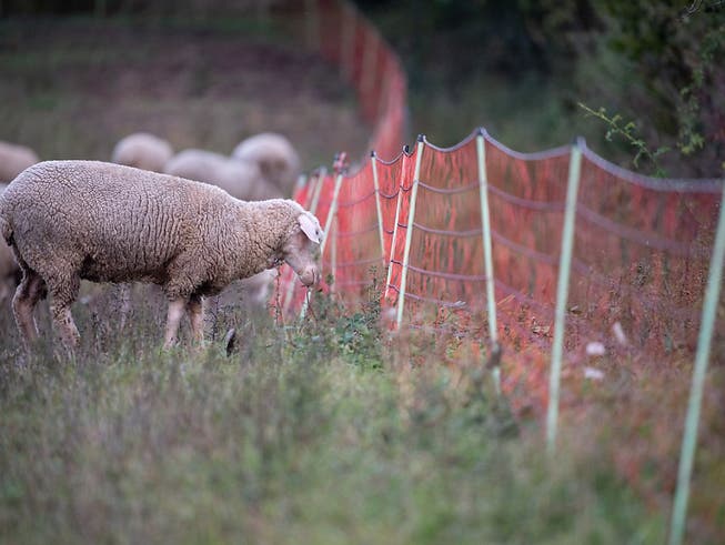 Auf einer Weide in Niederweningen wurden fünf Schafe gerissen. (Symbolbild)