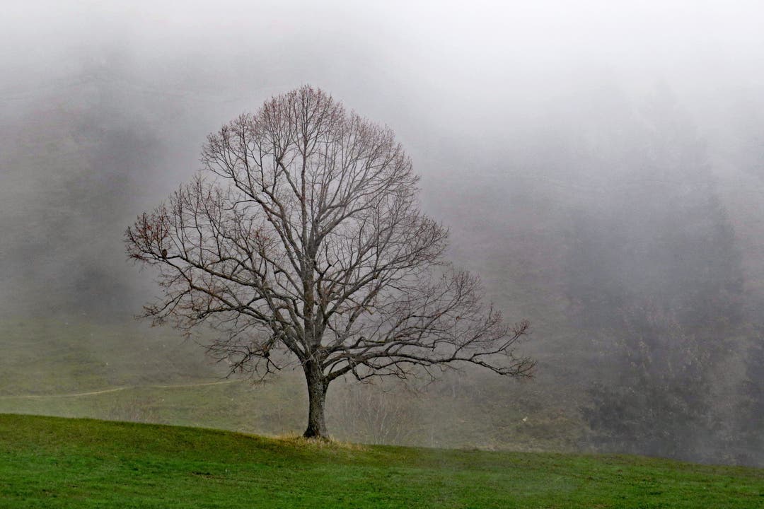 undefined Baum im Nebel, Oberer Brüggliberg. Leserfoto: Walo von Burg-Romanello