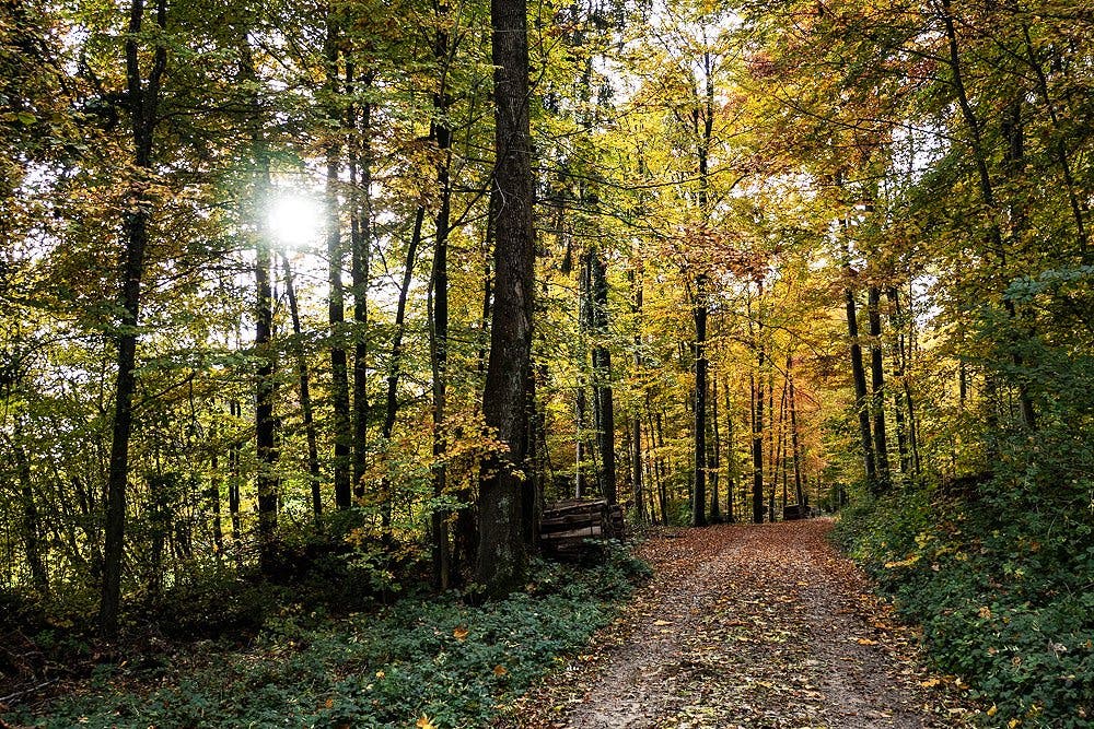 undefined Herbststimmung pur im Bellacher Wald. Leserfoto: Manfred Hügli
