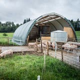 Aus für die Freilandschweinehaltung in Kalchrain, weil die Rundzelte nicht ins Landschaftsbild passen. (Bild: Andrea Stalder, 13. Juni 2018)