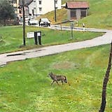 Dieser Wolf wurde am Freitag in Wolfhalden fotografiert. (Leserbild)