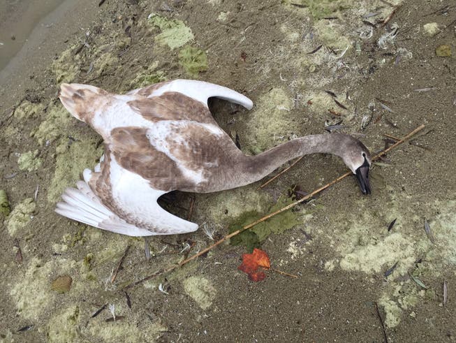Ein verendeter junger Höckerschwan am Neuenburgersee während der letzten grossen Vogelgrippewelle 2016.
