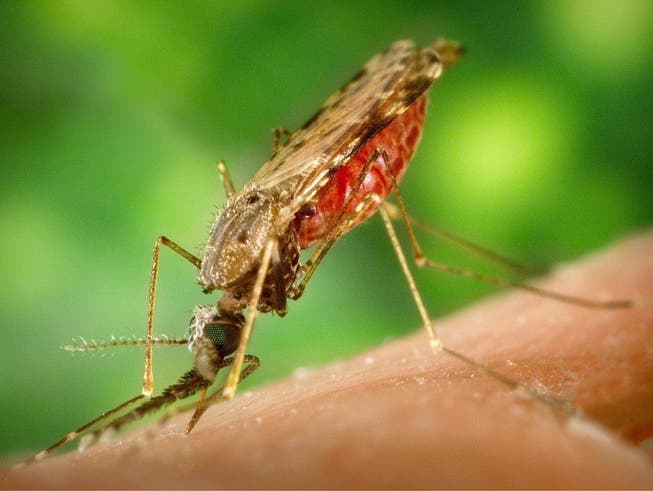 Die Reihenfolge, in der Mücken ein mit Malaria infiziertes Tier stechen, spielt für die Ausbreitung der Krankheit laut einer neuen Studie eine wichtige Rolle.
