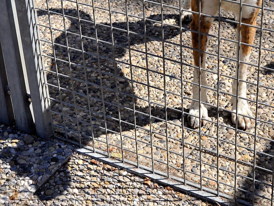 Hunde sind am meisten von Verstössen gegen das Tierschutzrecht betroffen.