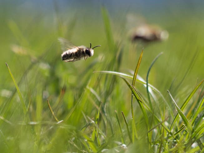 Der Basler Syngenta-Konzern will ein bienenfreundliches Insektizid lancieren. Der Wirkstoff gehört zu einer Klasse von Insektiziden, die Nutzpflanzen von innen heraus vor dem Angriff von Schädlingen schützen sollen.