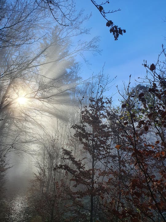 Die Sonne durchbricht den Nebel, eingeschickt von Leserin Beth Reich
