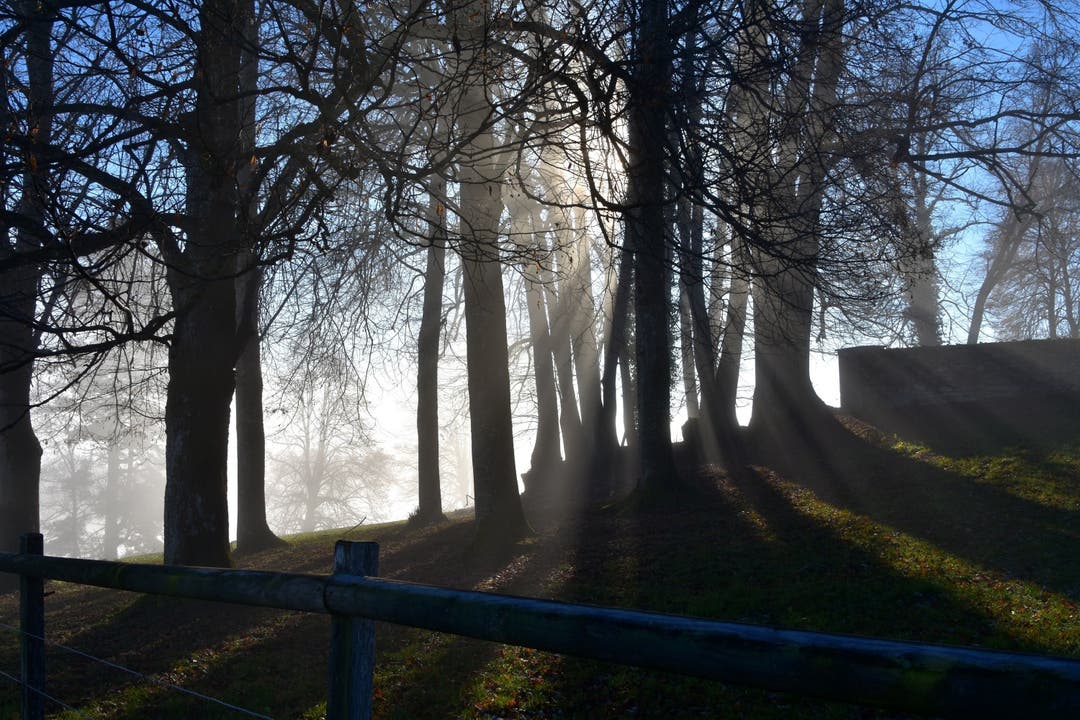 Schatten, Licht und Nebel am Lindenberg, aufgenommen von Leserin Monika Müller