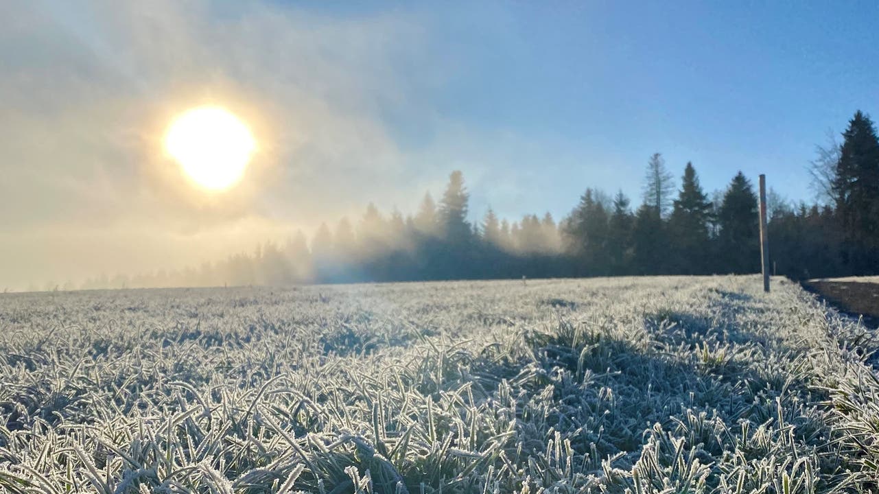 Frost in der Sonne auf dem Lindenberg, eingeschickt von Sibylle Gisler