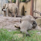 Über drei Jahre kein Nachwuchs – Elefantenbulle Jack muss den Basler Zolli wieder verlassen